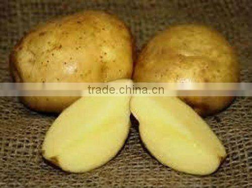 The newest Crop Chinese fresh potato
