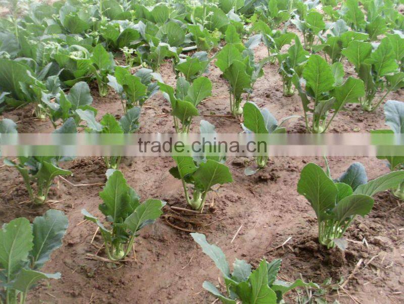 Mid early maturity strong growth green kohlrabi seeds