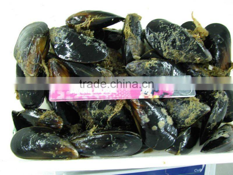 IQF blue mussel meat