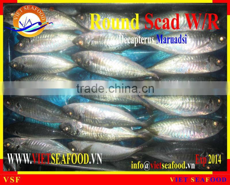 FROZEN ROUND SCAD WHOLE ROUND