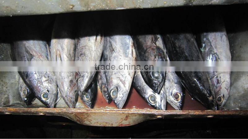 New land fozen bonito tuna