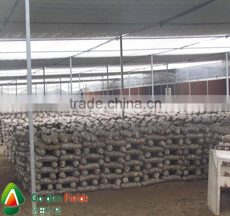 gold fields edible fungus production line healthy food shiitake wholesale