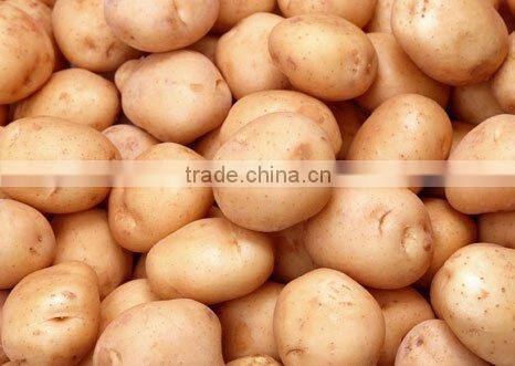 fresh and sweet potatoes with best price for sale