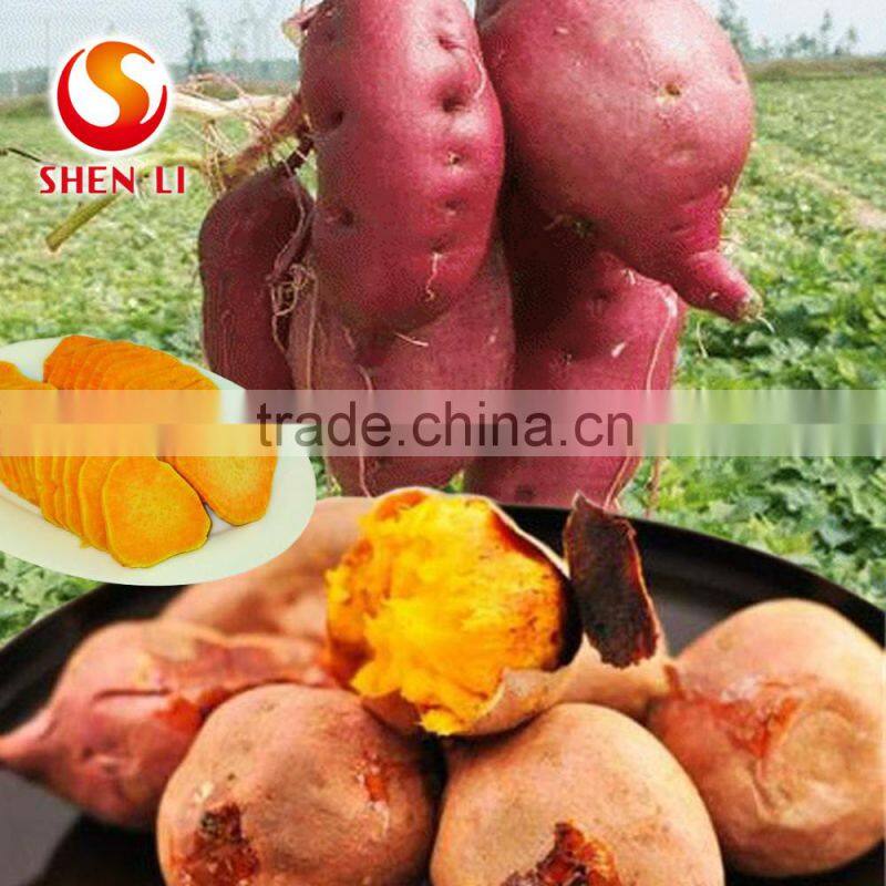 Natural Dry Sweet Potatos Healthy Berry