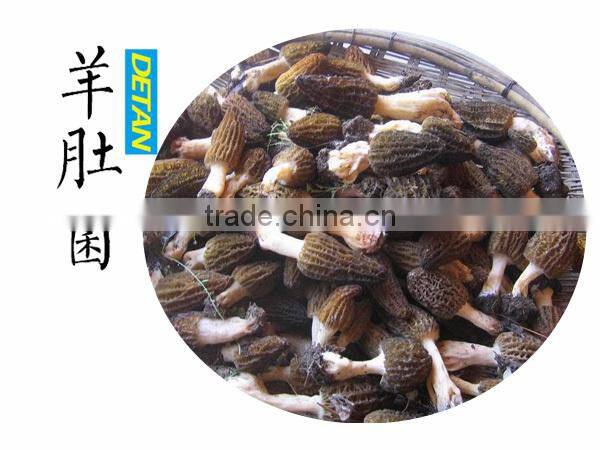 Dried Wild Morchella Conica