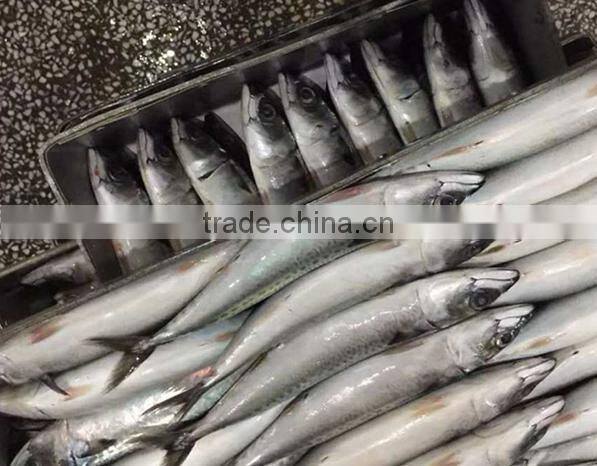 Frozen Mackerel Pacific/Atlantic/Horse Fish