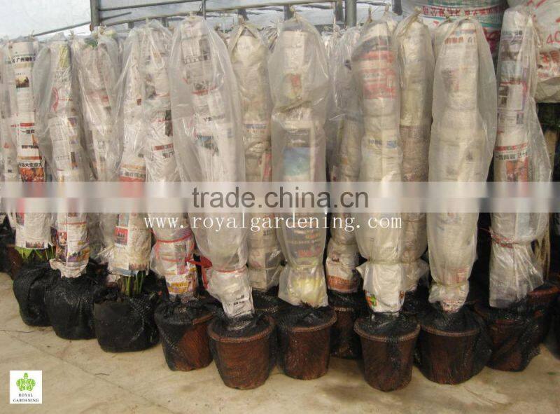 Epipremnum aureum (Pothos,Silver Vine, Money Plant)