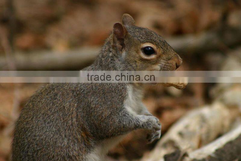 2014 new crop Peanuts in shell 30kg/bag for sale from shandong