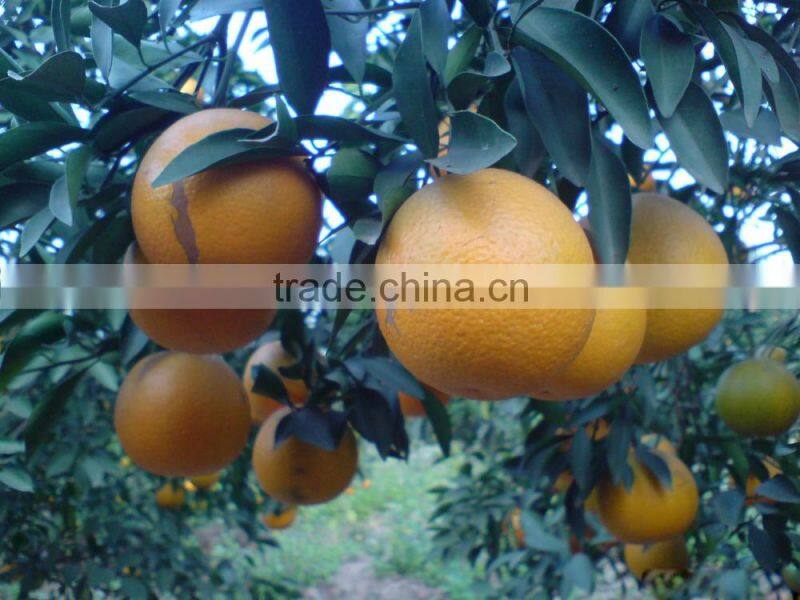 Orange concentrate fruit juice