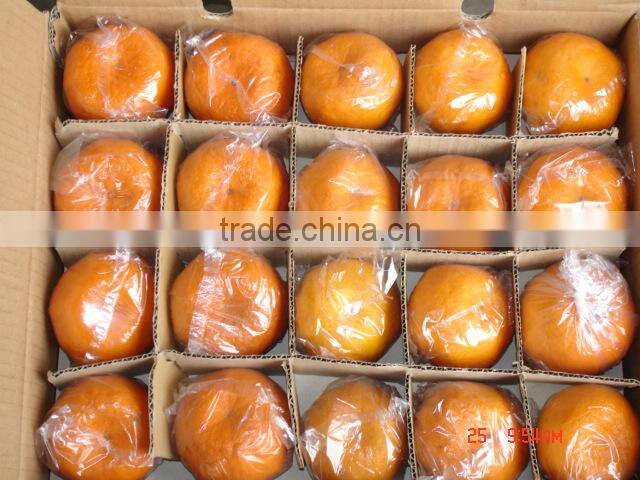 Fresh Mandarin Orange with Factory Wholesales Price