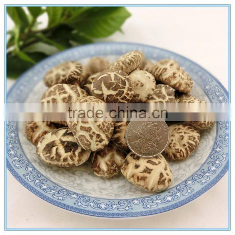 Winter Mushroom, Donko Shiitake Mushroom Spawn