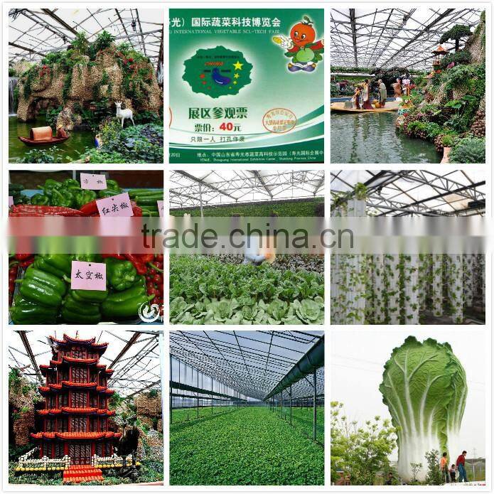 Early maturity cabbage seeds ZHONG GAN No.828(F1)