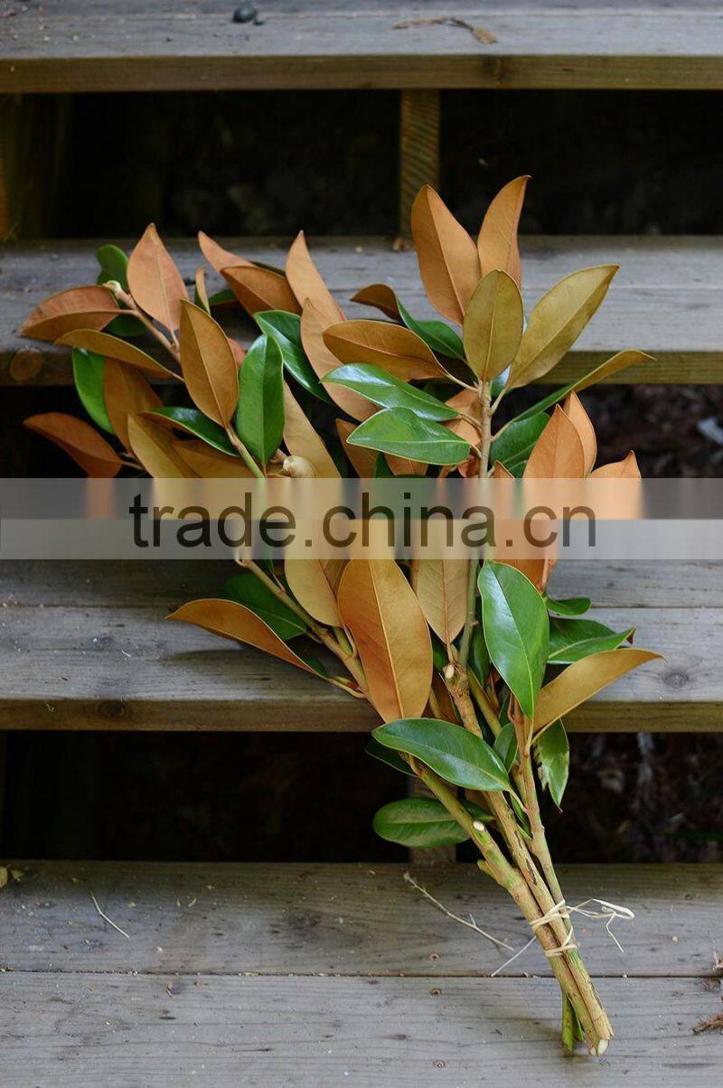 Real preserved magnolia leaves magnolia branches for export