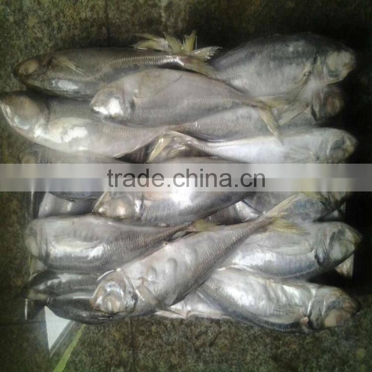 Frozen fish horse mackerel horse mackerel fish japanese scad for sale