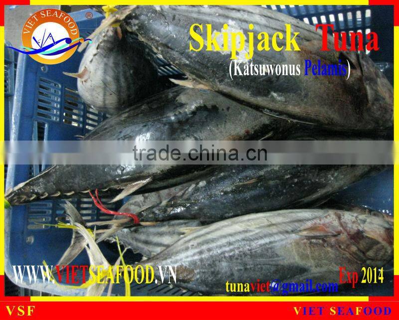 W/R FROZEN SKIPJACK TUNA