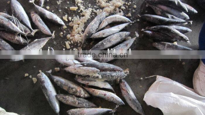 frozen seafood bonito 200-300g(Auxis thazard)New arrival W/R for can