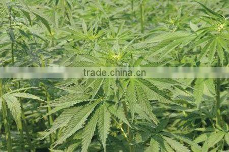 100% Hemp yarn eco frindly meteral