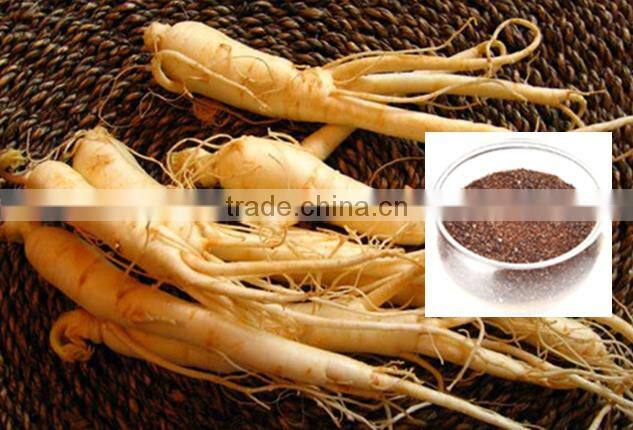 Herbal Supplement Wholesale Premium American Ginseng Extract