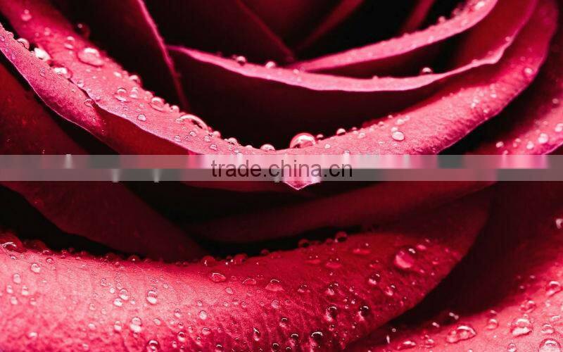 Pure Rose Essential Oil On Sale From BORG EXPORT