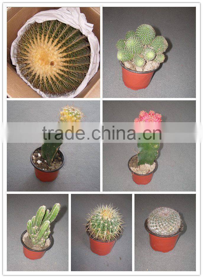 mini grafted cactus succulent ornamental indoor plants bonsai nursery echinocactus grusonii cereus cacti
