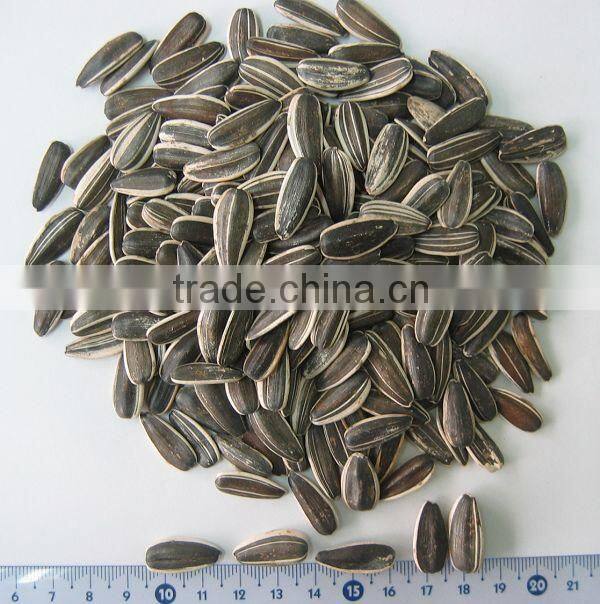 wholesale delicious sunflower seeds