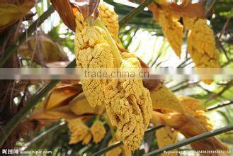 High quality Supercritical co2 extractor