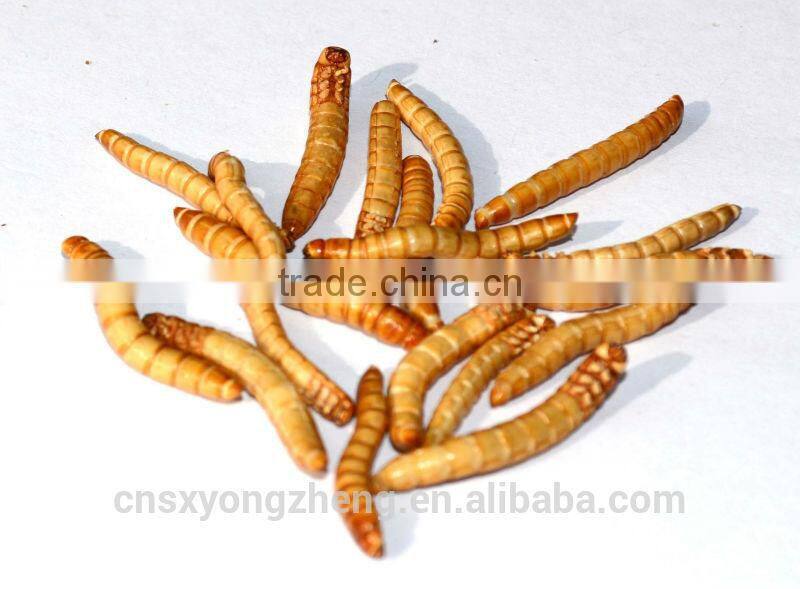 Chicken Farm Use Organic Feed Freeze Dried Mealworms