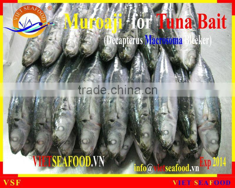 FROZEN MUROAJI FOR TUNA BAIT