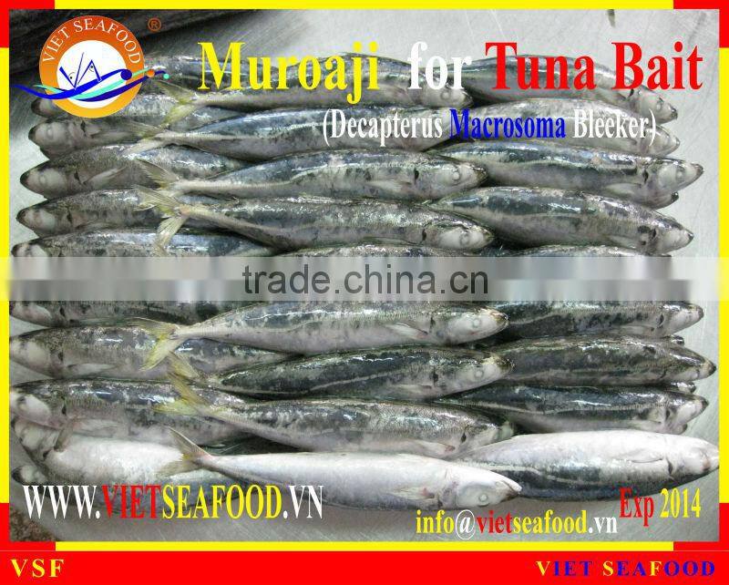 FROZEN MUROAJI FOR TUNA BAIT