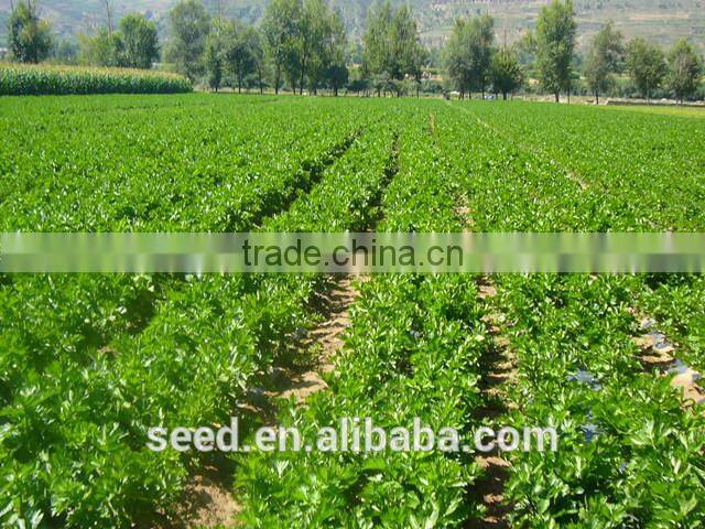 good quality American celery seeds