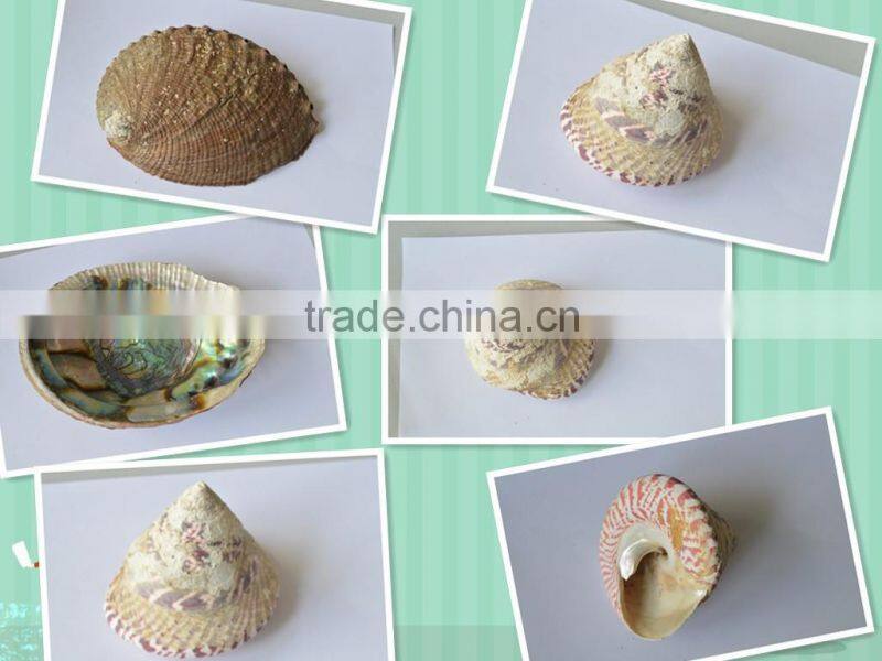 mother of pearl shirt buttons for clothing