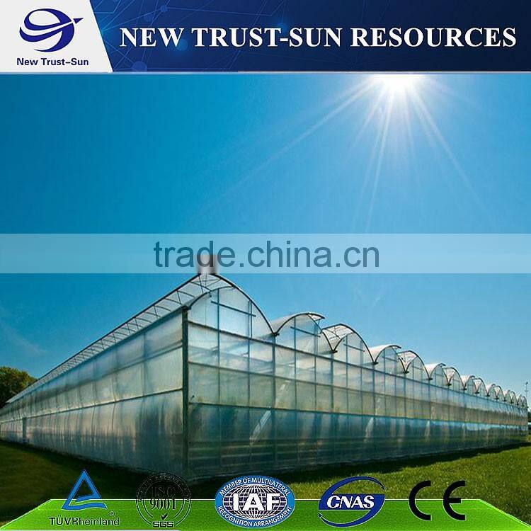 Low cost muti-span PVC/PE/Plastic greenhouse for flower/vegetable growing