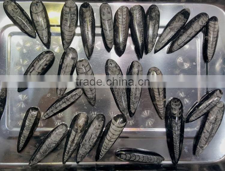 Polished Trilobite Fossils Loose Gemstones