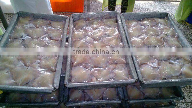 squid wings/ squid fins