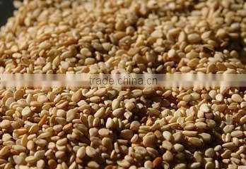 Sesame Seeds