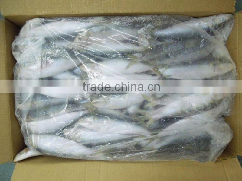 Frozen Sardine Fish For Bait And Canning
