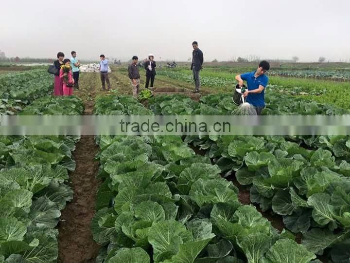 VIET NAM FRESH CABBAGES VIETGAP