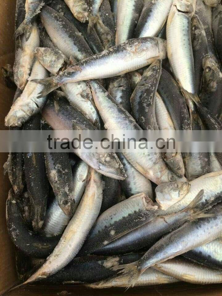 Chinese frozen pilchard for tuna bait