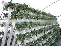 Good quality commercial hydroponics greenhouses systems