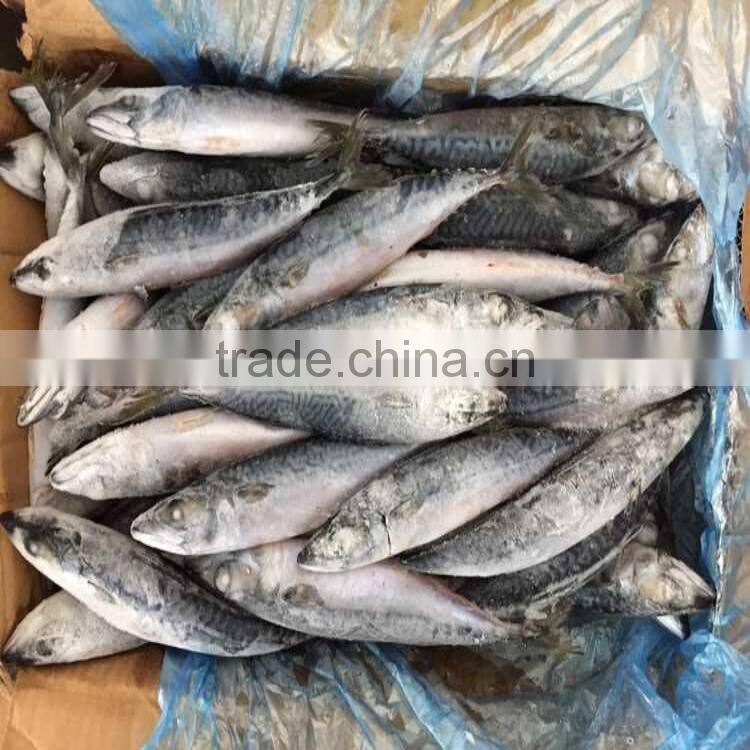 200-300G Good quality pacific mackerel scomber japonicus pacific mackerel on sale