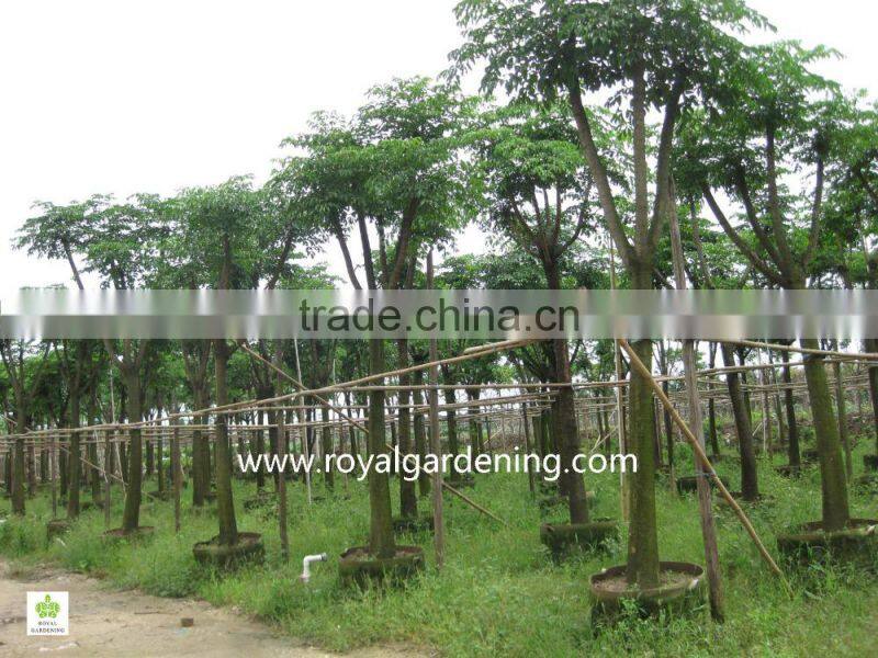 Heteropanax fragrans (Roxb.) ornamental plants