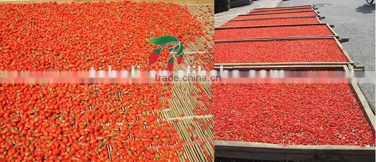 500grains/50g dried goji berry