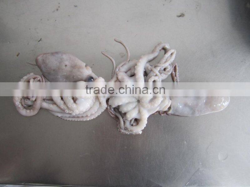 frozen octopus BQF Octopus Of Various Sizes