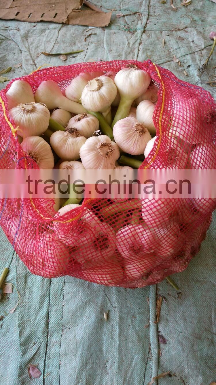 wholesale garlic 2017Hot sale Egyptian fresh garlic (Red, White) for export