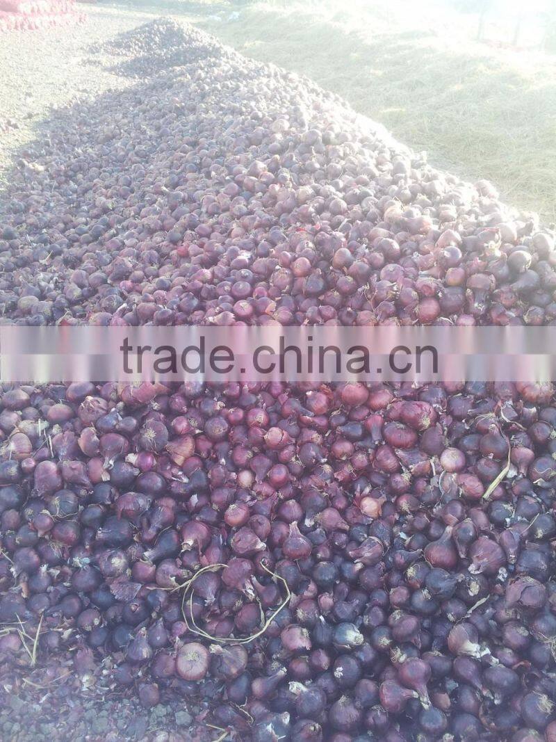 LOWEST PRICE / GOOD PRICE RED ONIONS FROM EGYPTIAN FARMER DIRECT
