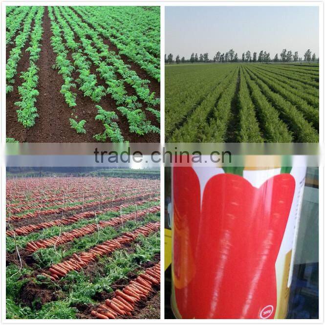 drought-resistant hIgh yield and strong growth hybrid carrot seeds
