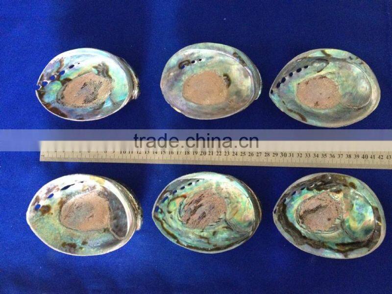 Raw haliotis iris polished abalone shell crafts