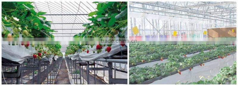Commercial climate control Strawberry Greenhouse with Thermal system