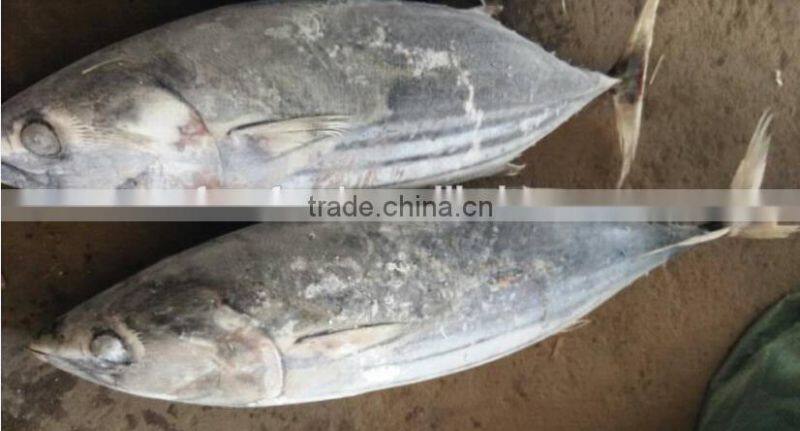 canned fish skipjack tuna producer