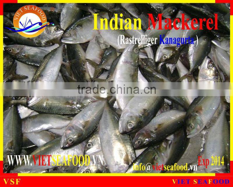 FROZEN INDIAN MACKEREL